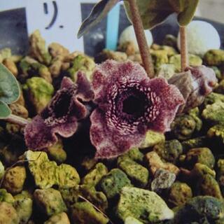 引き取っていただけました。カンアオイ 岩芝 鉢植え 約50鉢の画像