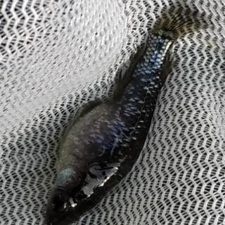 オロチラメメダカの画像