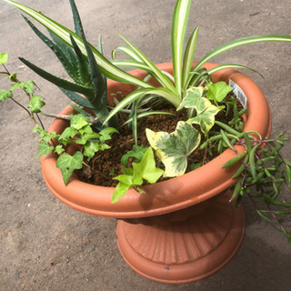 観葉植物と多肉植物の寄せ植えの画像