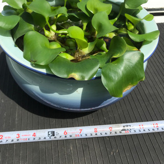 水蓮鉢　睡蓮鉢　　メダカ、金魚に如何ですか？