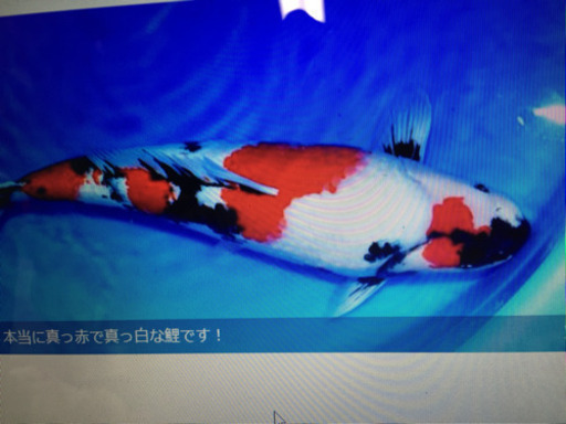 錦鯉