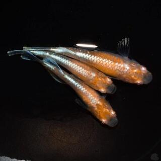 王妃メダカ幼魚