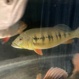 キクラ　±55の画像