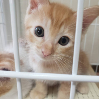 里親さん決定！1ヶ月半の可愛いい仔猫ちゃん😽