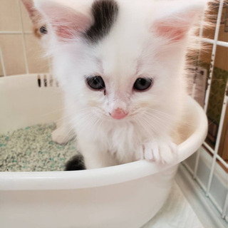 里親さん決定！1ヶ月半の可愛いい仔猫ちゃん😽 - 各務原市