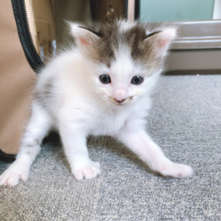 里親さん決定！1ヶ月半の可愛いい仔猫ちゃん😽 - 猫