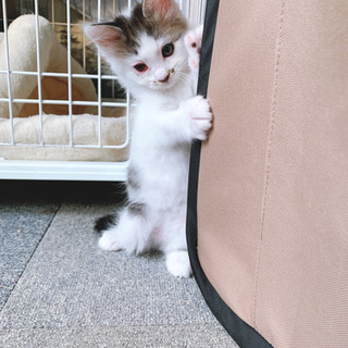 里親さん決定！1ヶ月半の可愛いい仔猫ちゃん😽 − 岐阜県