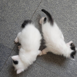 里親さん決定！1ヶ月半の可愛いい仔猫ちゃん😽 - 里親募集