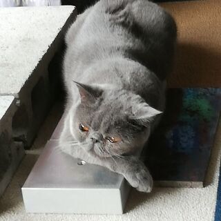 猫友達募集