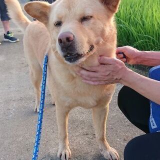 ※里親決定　柴犬MIXの男の子 飼い主に従順な忠犬ダイちゃん - 臼杵市