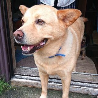※里親決定　柴犬MIXの男の子 飼い主に従順な忠犬ダイちゃん - 犬