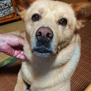 ※里親決定　柴犬MIXの男の子 飼い主に従順な忠犬ダイちゃん − 大分県