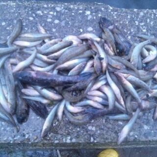 自然遊び未初級者のための基本技術、安全講習♪  8/30日日曜日 の画像