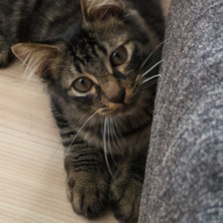 3ヶ月の男の子の茶黒色の野良猫