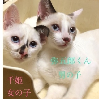 ブルーアイの千姫 - 伊佐市