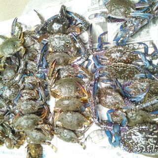 自然遊び未初級者のための基本技術、安全講習♪  8/30日日曜日 の画像