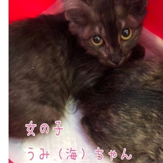 お母さん猫から託された海ちゃん