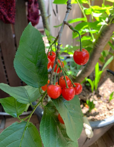 さくらんぼ　特大植木鉢