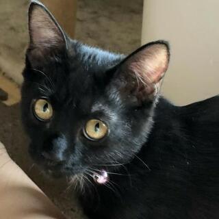 可愛い黒猫ちゃん  女の子  3カ月くらい