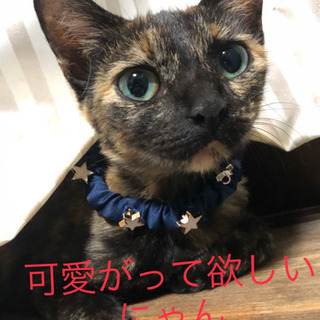 里親様決定しました　サビちゃん