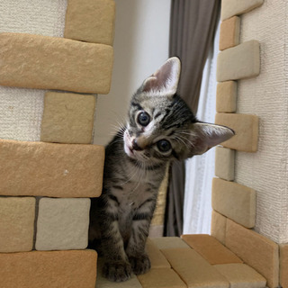 美猫黒キジ♂1ヶ月半