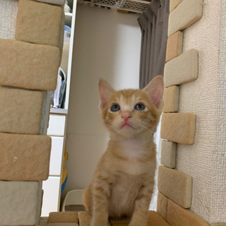 【お話中】美猫茶トラ♂1ヶ月半