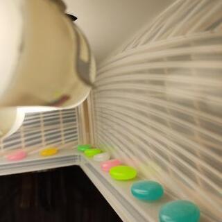 夜光る石・マジック・小さな星の画像