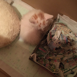 生後2ヶ月　子猫の男の子です