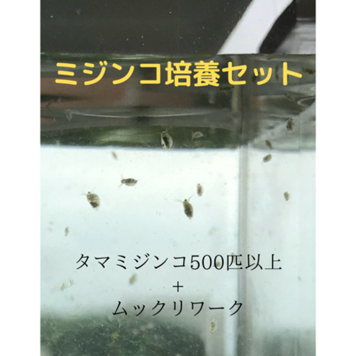 タマミジンコ培養セット