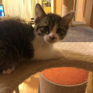 仔猫の里親募集
