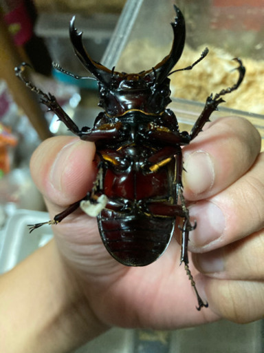 レギウスオオツヤクワガタ　ペア　　赤レギウス