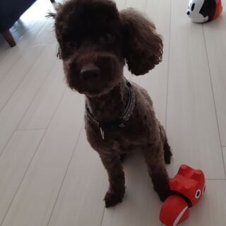 ブラウン プードル(犬)の里親募集 無料であげます・譲ります