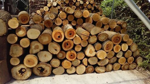 広葉樹原木玉切り