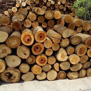 広葉樹原木玉切り