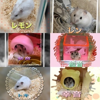 可愛がってくれる方希望です。