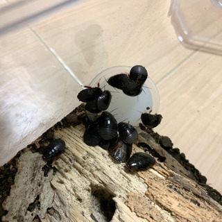 オガサワラゴキブリ20匹