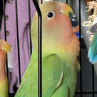 コザクラインコの里親様募集