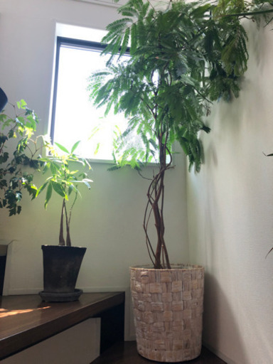 観葉　　エバーフレッシュ