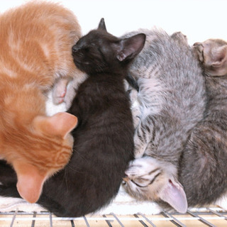 【里親さん決定✨】親子で捨てられた黒猫ちゃん