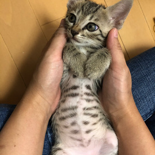【里親さん決定✨】親子で捨てられたキジ猫の女の子 − 大分県