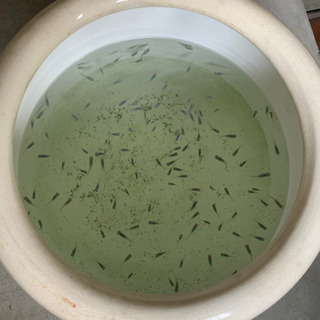 ✨メダカ✨の画像