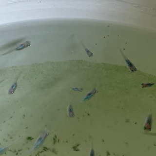 ✨メダカ✨の画像