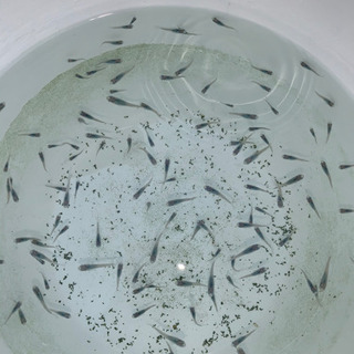 ✨メダカ✨の画像