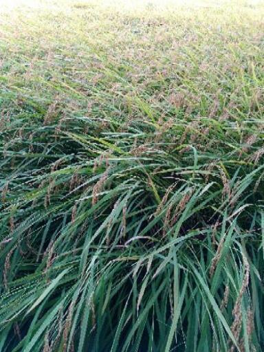 ＜10袋限定＞どうまい　新米　３０ｋｇ（１袋）