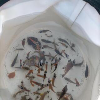死滅回遊魚採集　仲間募集　魚採集　ガサガサ　海で一緒に綺麗なお魚...
