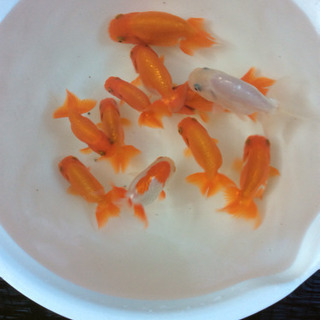 終了しました  ありがとうございましたの画像