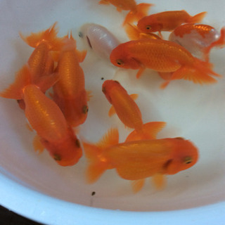 終了しました  ありがとうございましたの画像