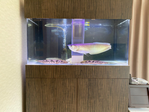 オーバーフロー水槽 引退品　再編しました