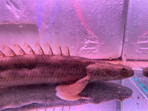 ポリプテルス　各種　アンソロギーセミショート