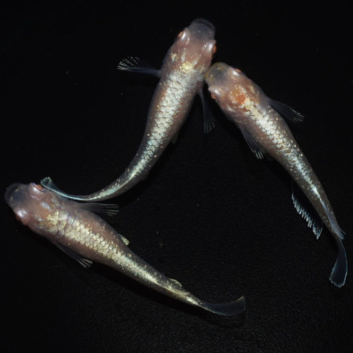 アルビノ鱗光　めだか　♂1♀2 発送可能！！